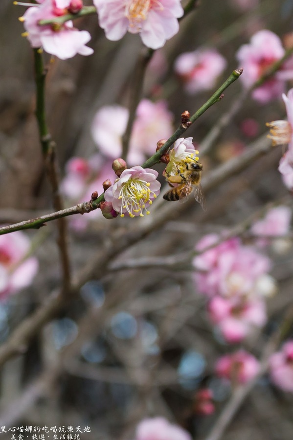 草坪頭玉山觀光茶園玉豐製茶廠：南投縣信義鄉︱草坪頭櫻花季　櫻李齊放，風吹花落，徜徉在緋紅絕美的浪漫櫻花陣❤
