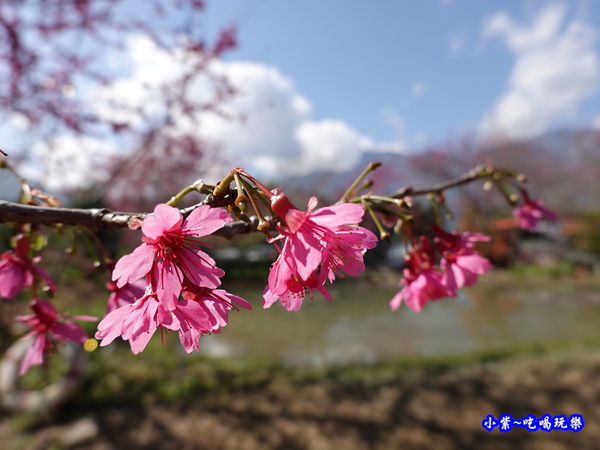 親水公園-草坪頭櫻花季 (1).jpg