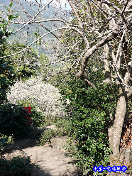 李子王咖啡園-李子老樹-草坪頭櫻花季 (5).jpg