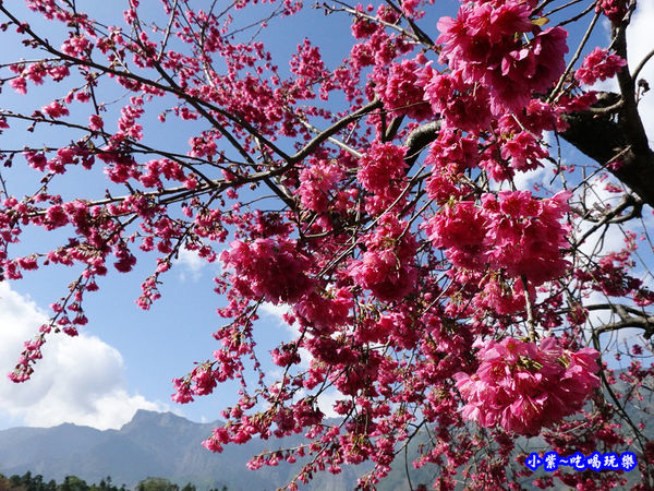 桃花步道-新峰製茶-草坪頭櫻花季  (3).jpg