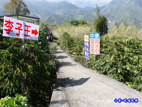 李子王咖啡園-李子老樹-草坪頭櫻花季 (2).jpg