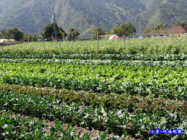 P5茗鼎停車場-草坪頭櫻花季 (1).jpg
