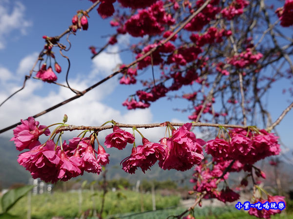 重瓣緋寒櫻-草坪頭櫻花季.jpg