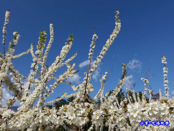 1號停車場-李花園。草坪頭櫻花季  (4).jpg
