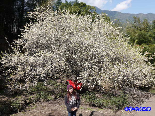 李子王咖啡園-李子老樹-草坪頭櫻花季 (1).jpg