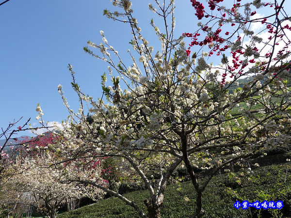 P17上方櫻花大道-草坪頭櫻花季 (4).jpg