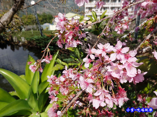 P15龍谷茶葉-柳櫻-草坪頭櫻花季  (2).jpg