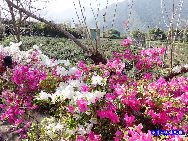 杜鵑花-草坪頭櫻花季 (2).jpg