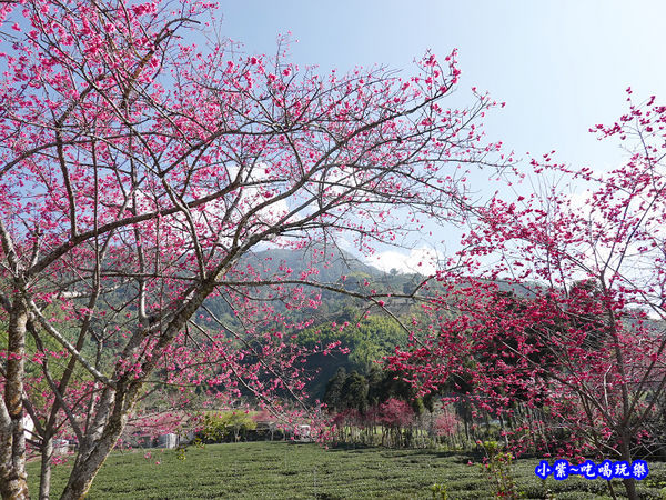 2020草坪頭櫻花季 (4).jpg