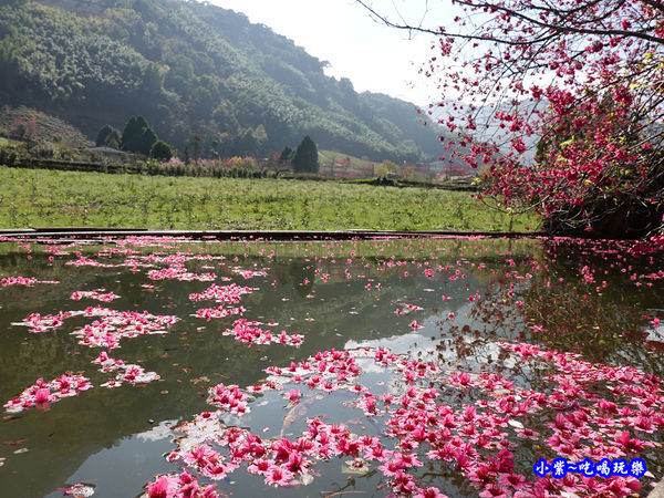 單瓣緋寒櫻、山櫻花-草坪頭櫻花季  (6).jpg