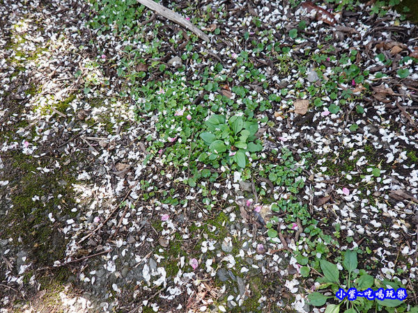 明生花步道、觀景步道景觀 (11).jpg