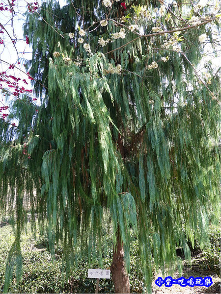 P17上方櫻花大道-草坪頭櫻花季 (3).jpg