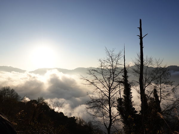 塔塔加夫妻樹2020-1-30 (1).JPG