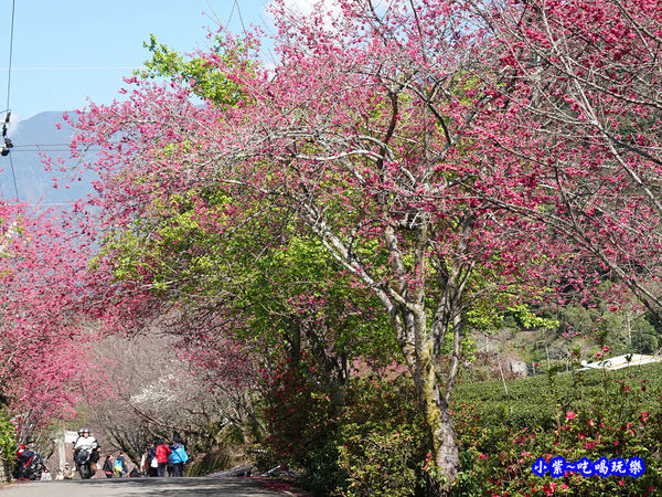 2020草坪頭櫻花季 (1).jpg