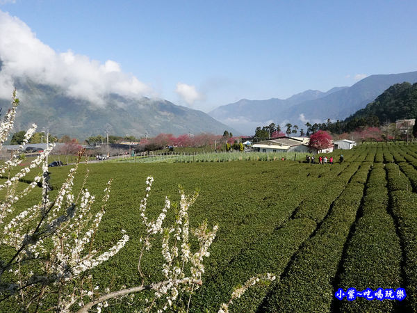 2號停車場-金葉茶莊。草坪頭櫻花季  (7).jpg