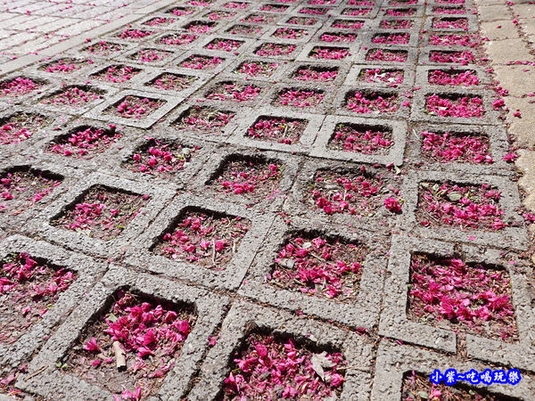 2020草坪頭櫻花季 (2).jpg