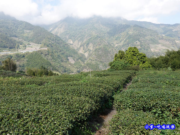 明生花步道、觀景步道景觀 (9).jpg