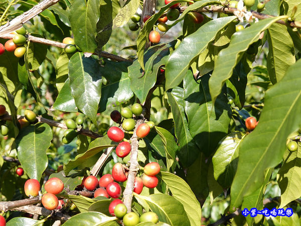 李子王咖啡園-李子老樹-草坪頭櫻花季 (3).jpg
