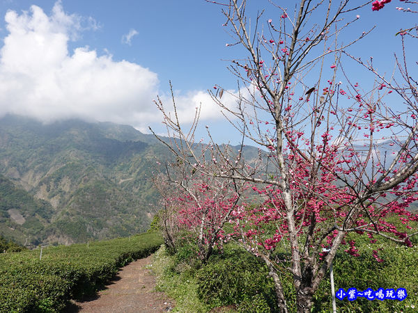 明生花步道、觀景步道景觀 (12).jpg