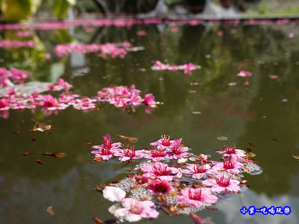單瓣緋寒櫻、山櫻花-草坪頭櫻花季  (2).jpg