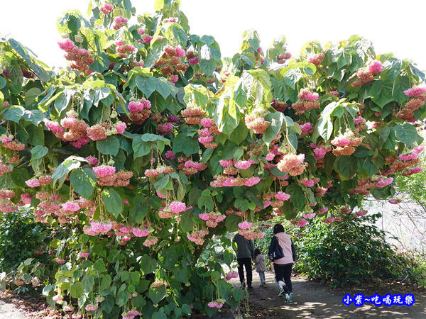 P14明生茶園停車場-百鈴花、非洲芙蓉 (1).jpg