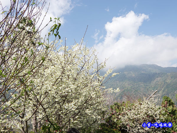 明生花步道、觀景步道景觀 (14).jpg