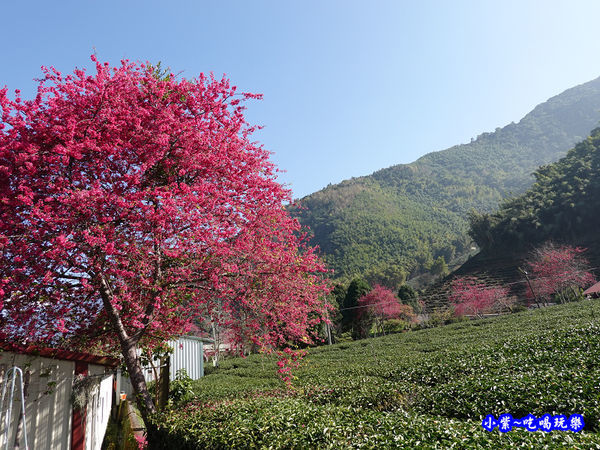 鐵皮屋旁大櫻花-草坪頭櫻花季 (2).jpg
