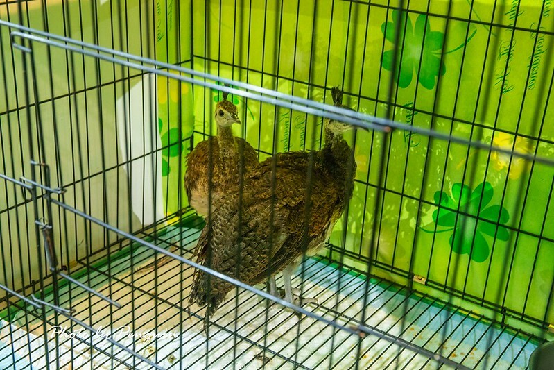 台南．安平區．老吳海陸燒肉．399元就能吃到優質肉品．家庭聚餐、親朋好友相揪來品嘗美味燒肉