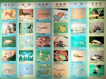 南投景點-特有生物研究保育教育館-中壢社大週四趴趴走˙有課外教學的樂趣