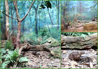 南投景點-特有生物研究保育教育館-中壢社大週四趴趴走˙有課外教學的樂趣