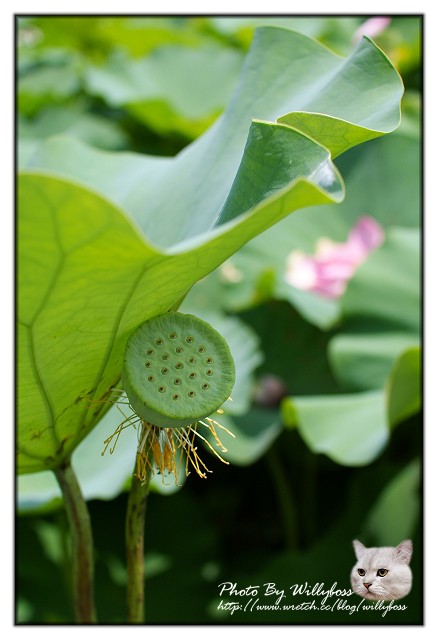 荷花賞-南投中興新村一日遊(南投市)