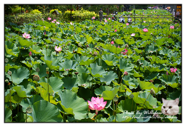 荷花賞-南投中興新村一日遊(南投市)