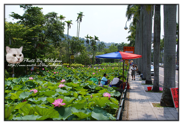 荷花賞-南投中興新村一日遊(南投市)