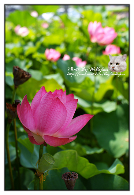 荷花賞-南投中興新村一日遊(南投市)