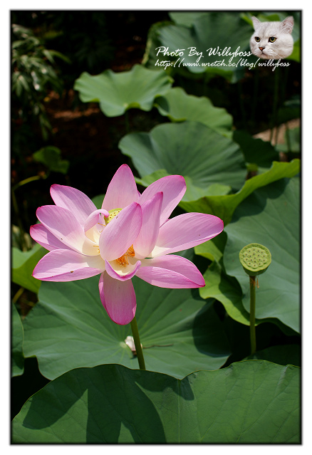 荷花賞-南投中興新村一日遊(南投市)