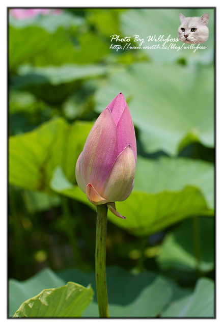 荷花賞-南投中興新村一日遊(南投市)