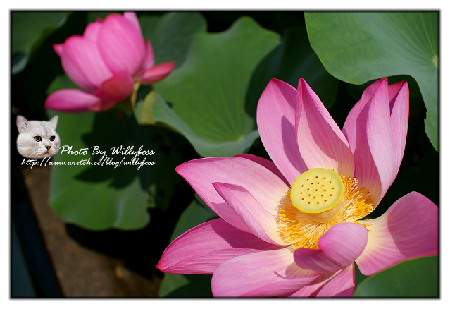 荷花賞-南投中興新村一日遊(南投市)