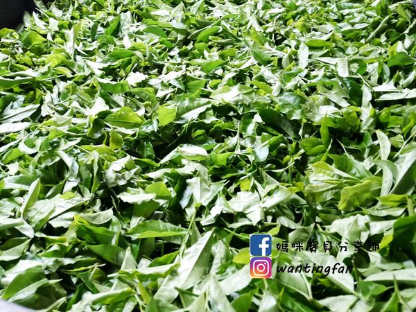 【南投埔里景點】廖鄉長紅茶故事館 免費參觀 IG打卡熱點 日月潭台茶18號 紅玉紅茶 紅茶茶菁 南投伴手禮 (20).JPG
