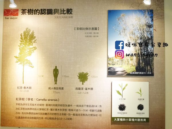 【南投埔里景點】廖鄉長紅茶故事館 免費參觀 IG打卡熱點 日月潭台茶18號 紅玉紅茶 紅茶茶菁 南投伴手禮 (16).JPG