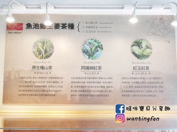 【南投埔里景點】廖鄉長紅茶故事館 免費參觀 IG打卡熱點 日月潭台茶18號 紅玉紅茶 紅茶茶菁 南投伴手禮 (15).JPG