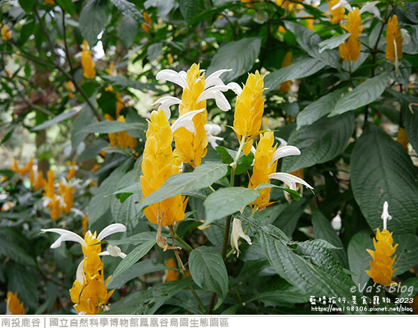 鳳凰谷鳥園生態園區-49.jpg