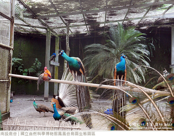 鳳凰谷鳥園生態園區-26.jpg