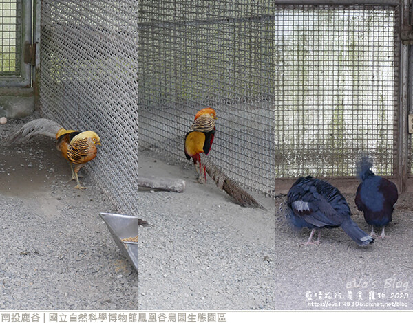 鳳凰谷鳥園生態園區-31.jpg