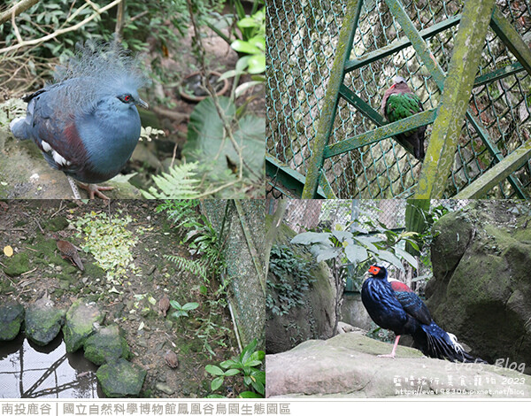 鳳凰谷鳥園生態園區-58.jpg