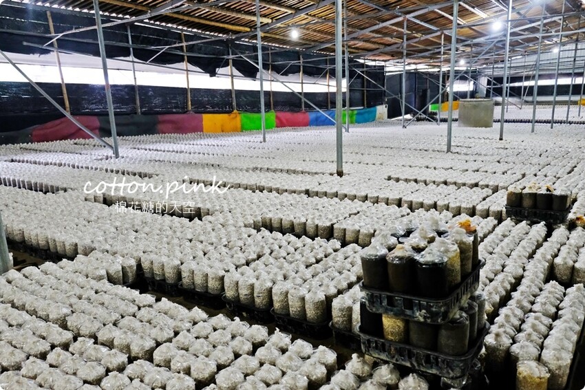 台中新社必吃推薦-頭嵙山香菇,菜單滿滿菇料理!熱炒美食也大推! - 棉花糖的天空