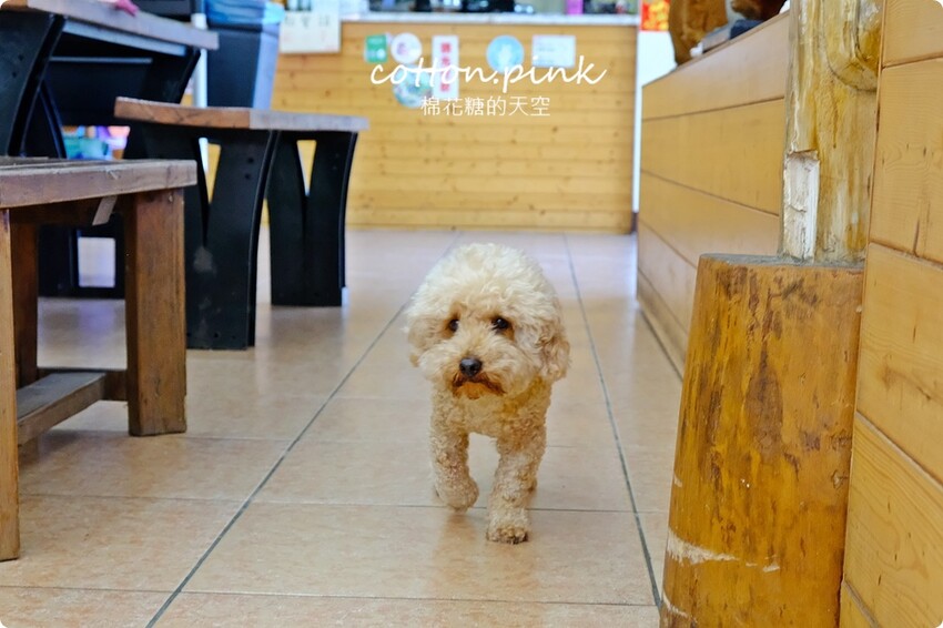 台中新社必吃推薦-頭嵙山香菇,菜單滿滿菇料理!熱炒美食也大推! - 棉花糖的天空