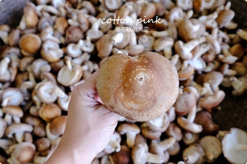 台中新社必吃推薦-頭嵙山香菇,菜單滿滿菇料理!熱炒美食也大推! - 棉花糖的天空