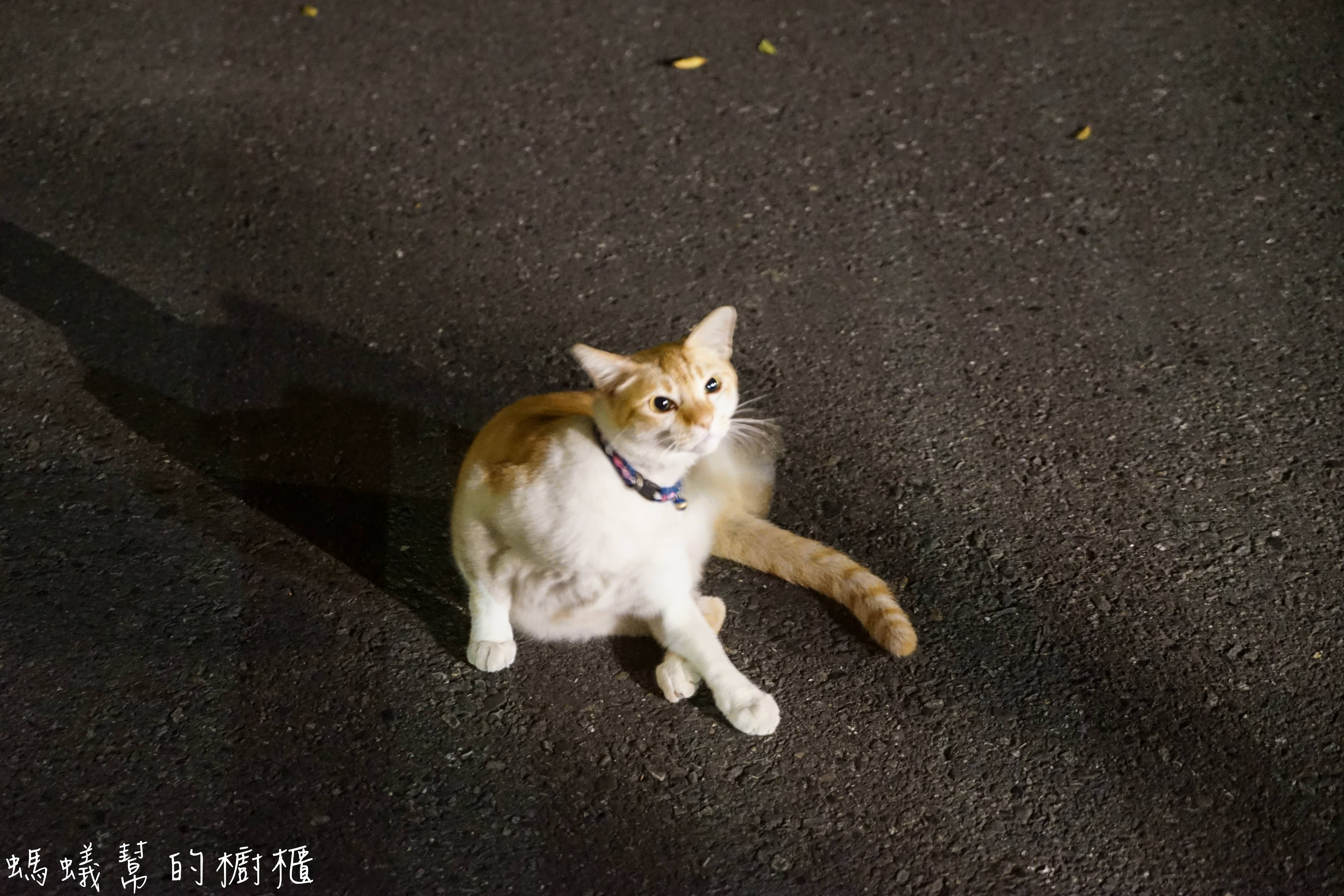 南投埔里牛耳藝術渡假村|日月潭埔里小木屋住宿推薦,漫步自然生態園區,欣賞藝術石雕、舒壓SPA館、雕之森樹屋餐廳,設備齊全的小木屋渡假推薦。 - 螞蟻幫的櫥櫃