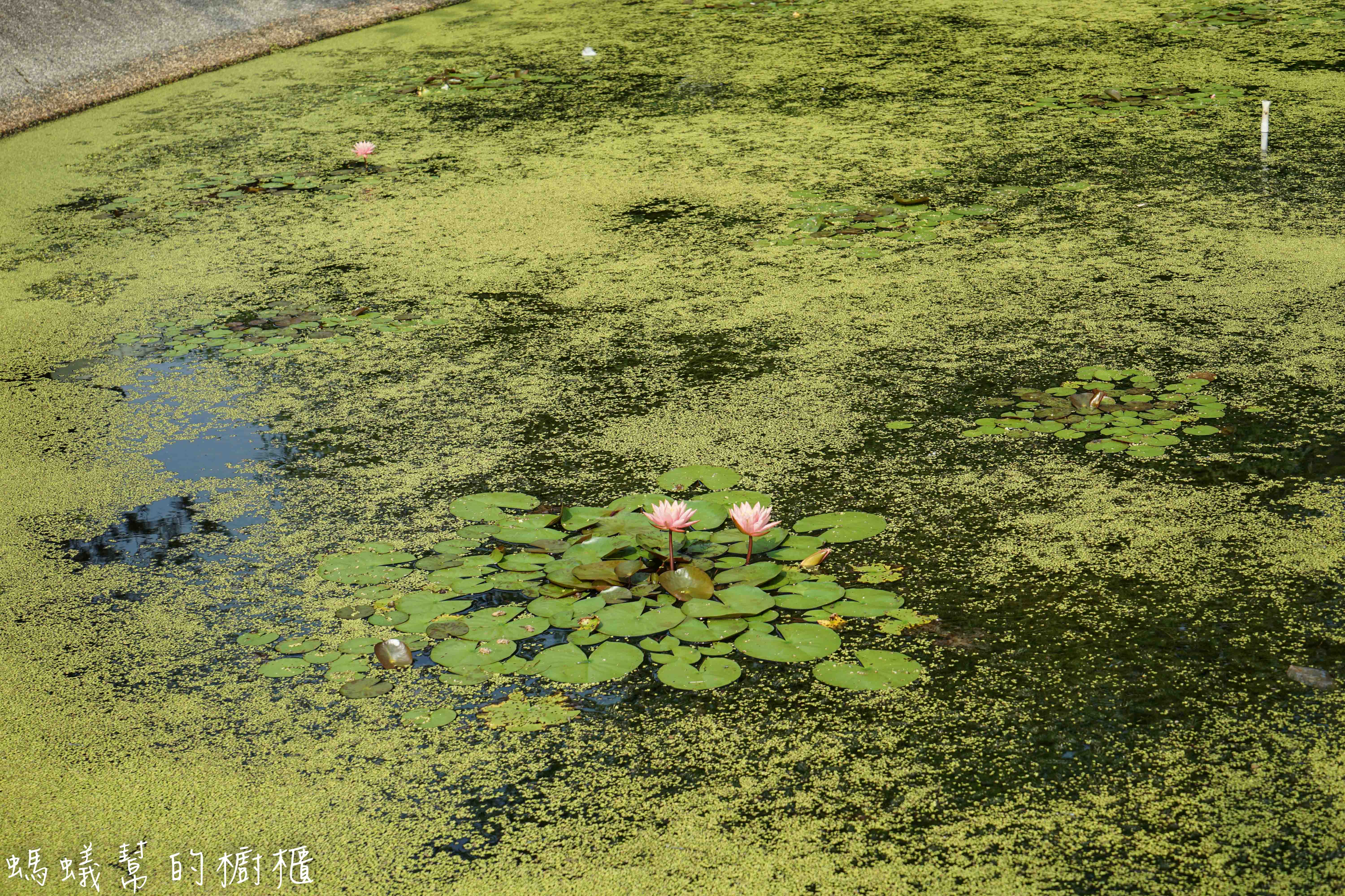 南投埔里牛耳藝術渡假村|日月潭埔里小木屋住宿推薦,漫步自然生態園區,欣賞藝術石雕、舒壓SPA館、雕之森樹屋餐廳,設備齊全的小木屋渡假推薦。 - 螞蟻幫的櫥櫃