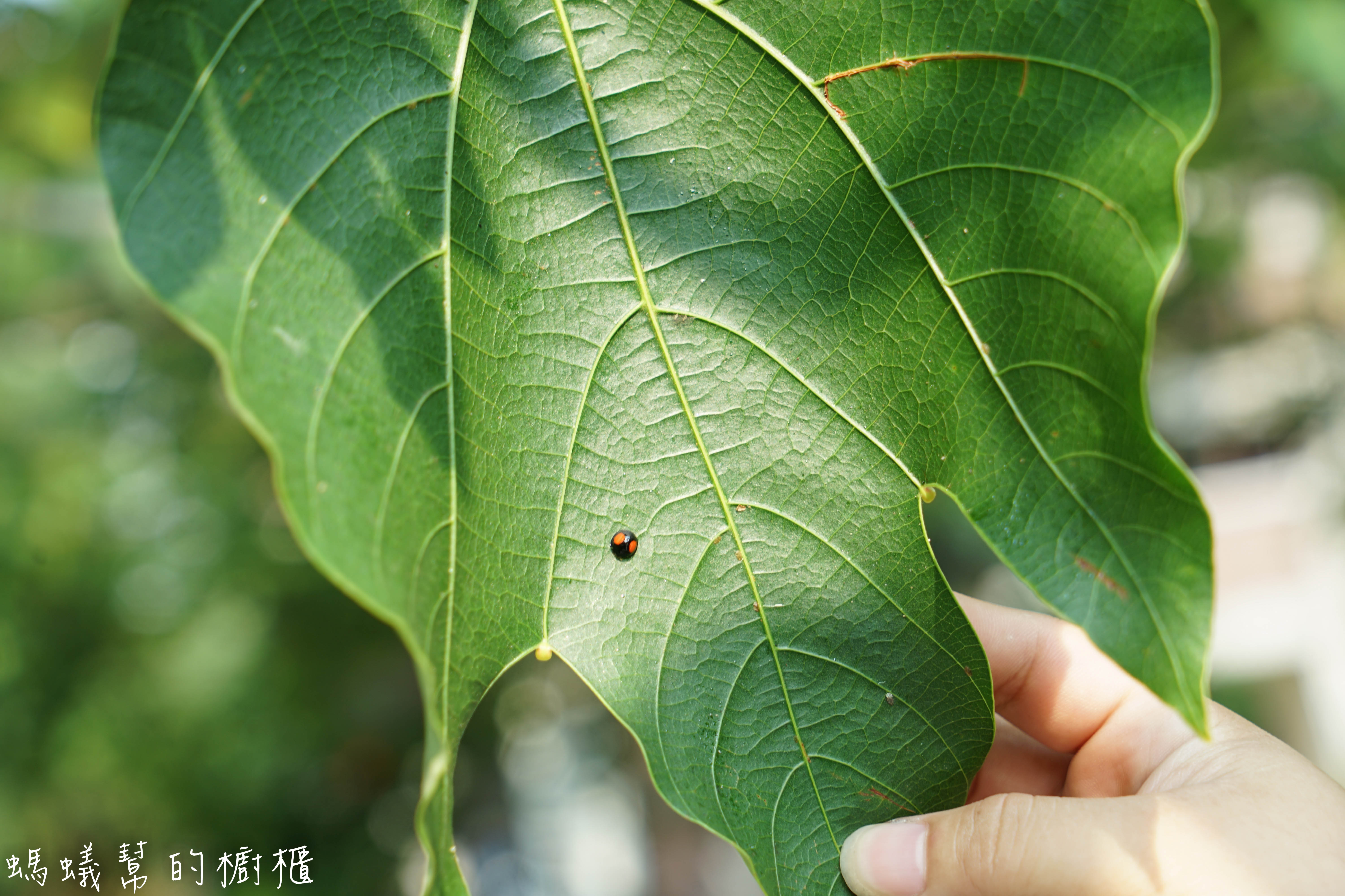 南投埔里牛耳藝術渡假村|日月潭埔里小木屋住宿推薦,漫步自然生態園區,欣賞藝術石雕、舒壓SPA館、雕之森樹屋餐廳,設備齊全的小木屋渡假推薦。 - 螞蟻幫的櫥櫃